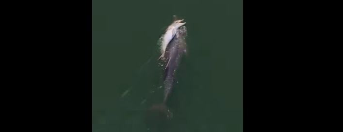 Do dolphins grieve the way humans do?