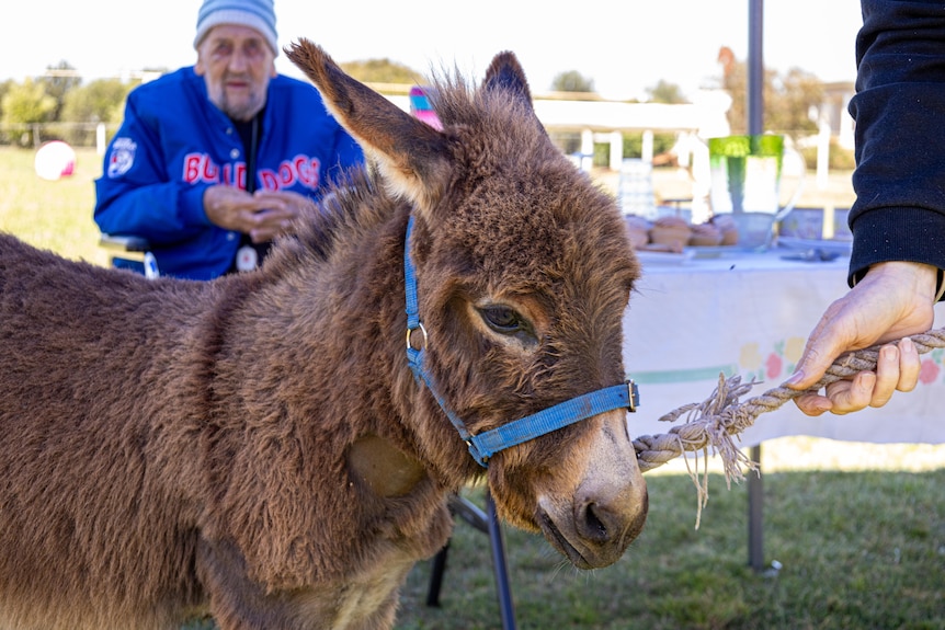A donkey being led by a rope with a table of morning tea and an elderly man sitting on a walker in the background.