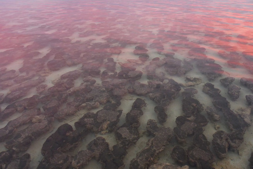 A rock pool in Shark Bay.