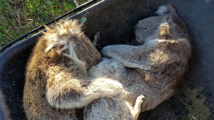 Two dead koalas in a wheelbarrow