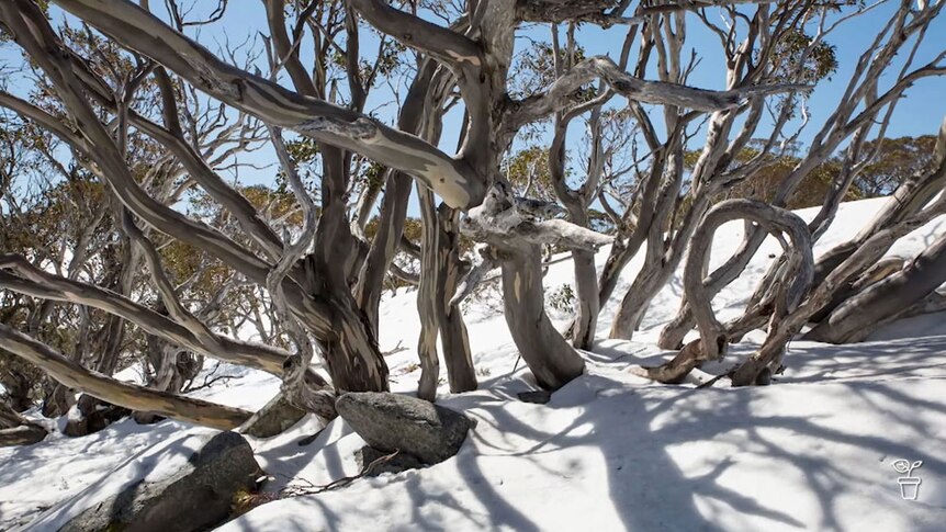 Eucalyptus trees in the snow with bent trunks.