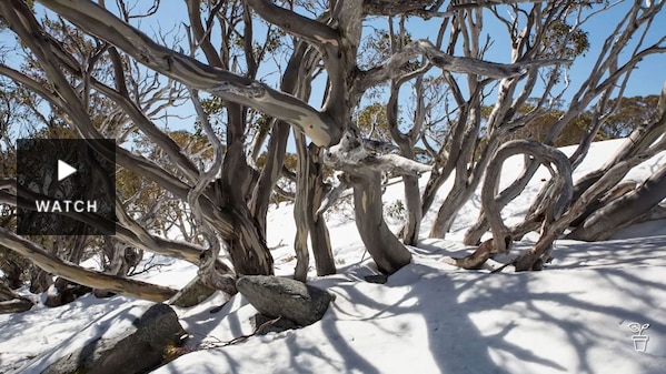 Eucalyptus trees in the snow with bent trunks. Has Video.