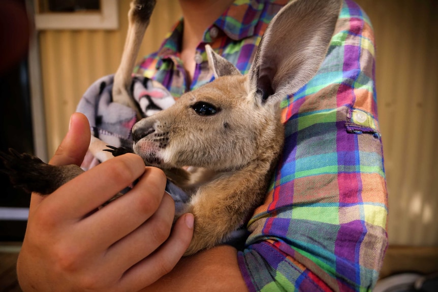 A girl in a coloured check shirt holds a red kangaroo joey.