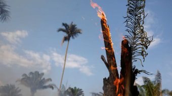 Photo shows a tree burning with blue skies in the background.