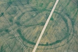 Cropmarks of a large prehistoric enclosure in the Vale of Glamorgan with the faint footings of a probable Roman villa within.