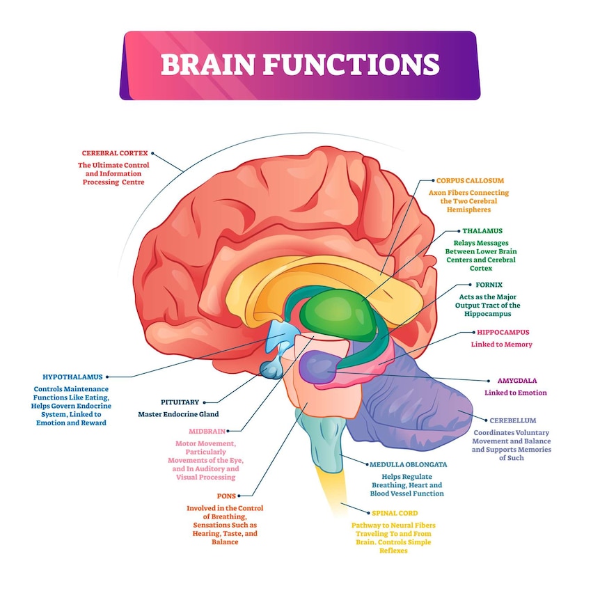 A diagram of the brain and its functions