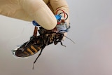 A gloved hand holds a large cockroach with electronics fitted to its back. 