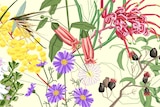 Illustration of yellow, red and purple Australian native plants for a story about how to grown natives.