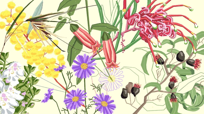 Illustration of yellow, red and purple Australian native plants for a story about how to grown natives.