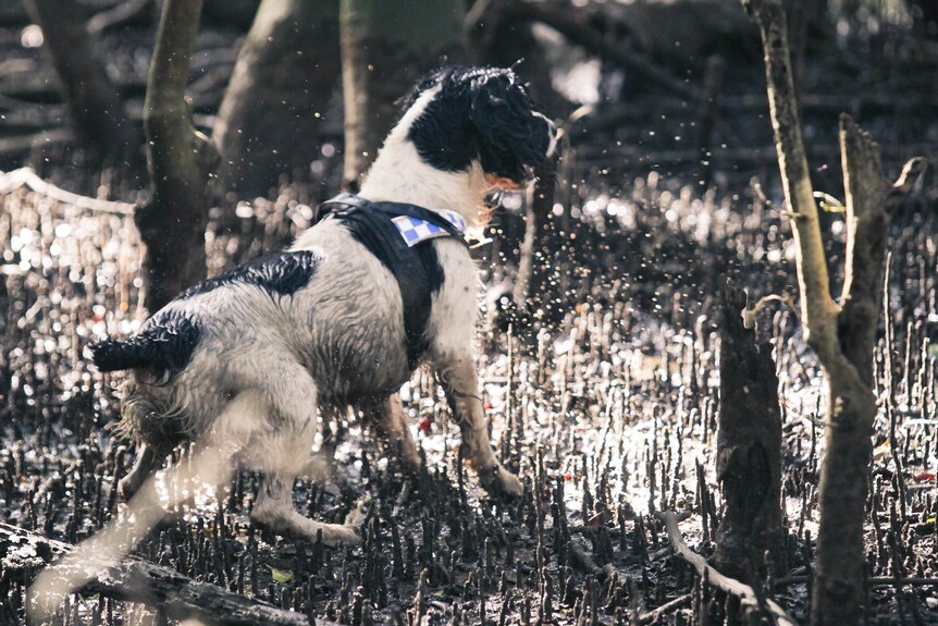 black and white dog in a swamp, sniffing something out