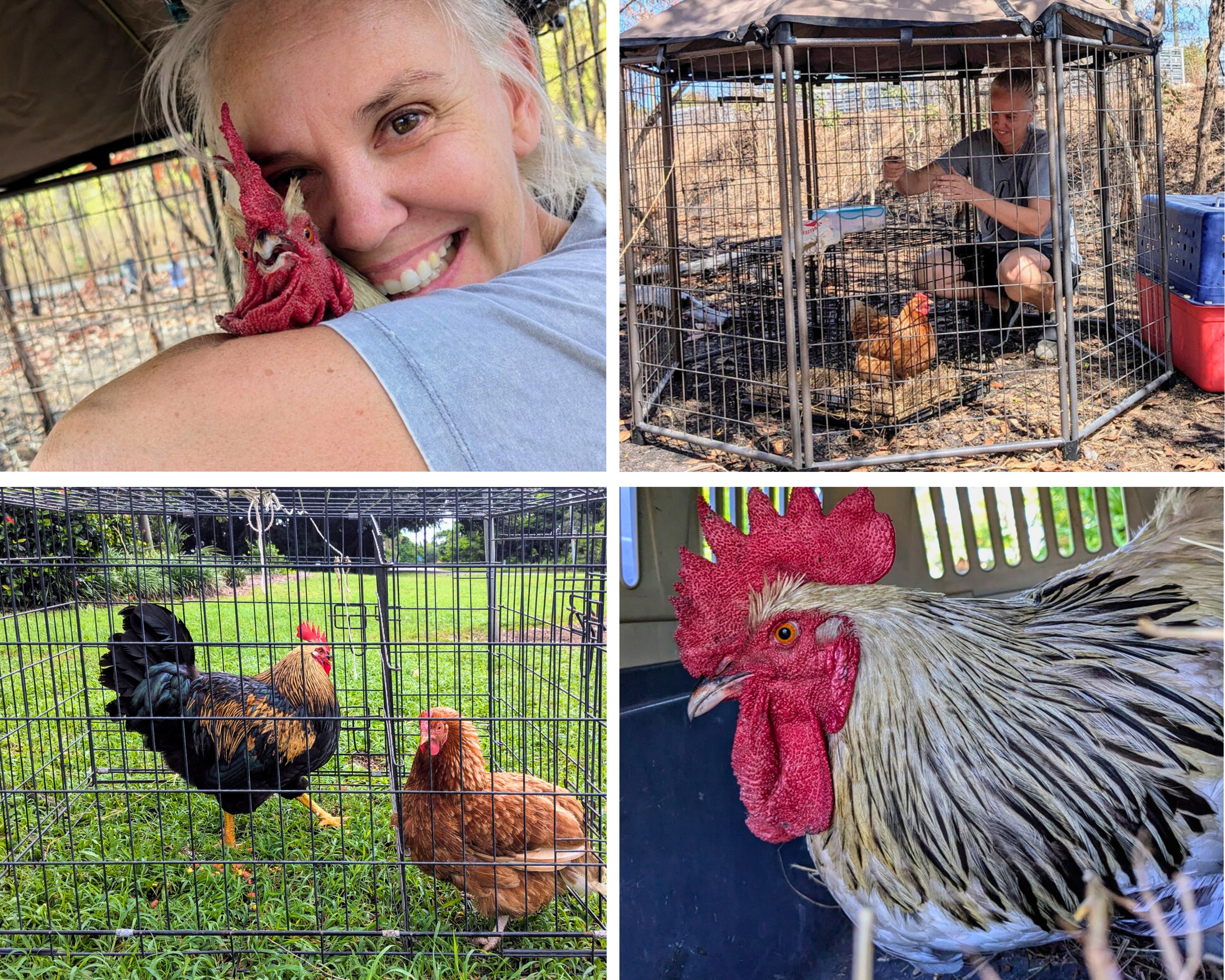 Four images: close up of rooster, two chickesn in a care, woman with rooster in cage, woman hugging rooster.