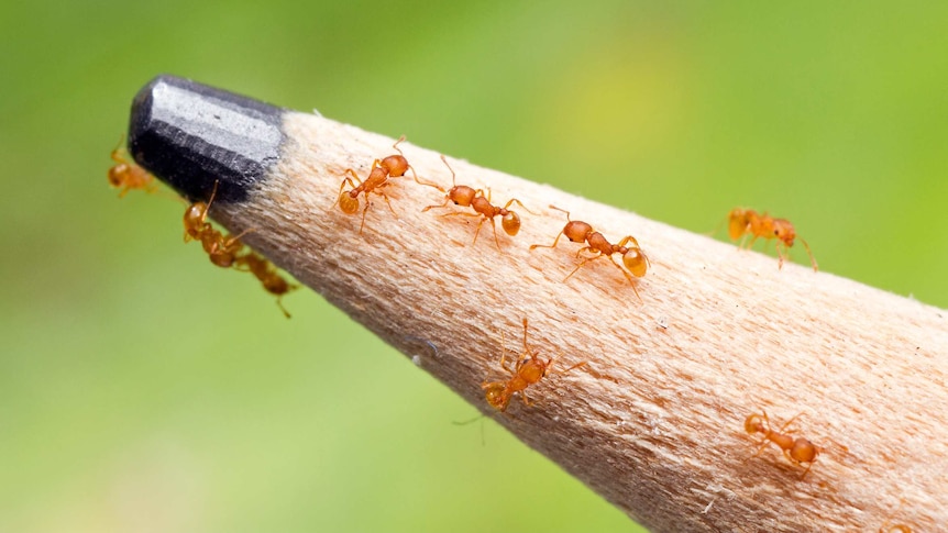 Tiny amber-coloured ants crawling on the tip of a lead pencil.