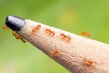 Tiny amber-coloured ants crawling on the tip of a lead pencil.