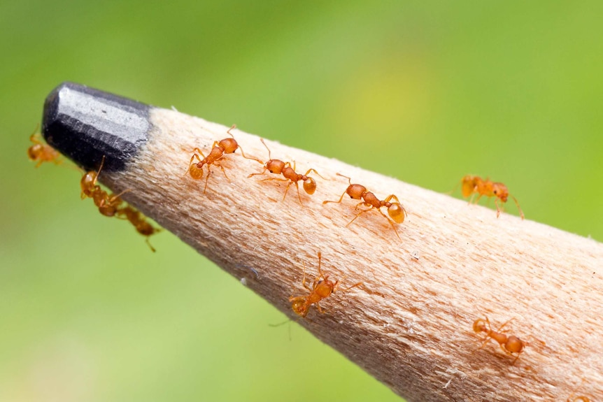 A close up image of tiny electric ants crawling on the tip of a lead pencil.