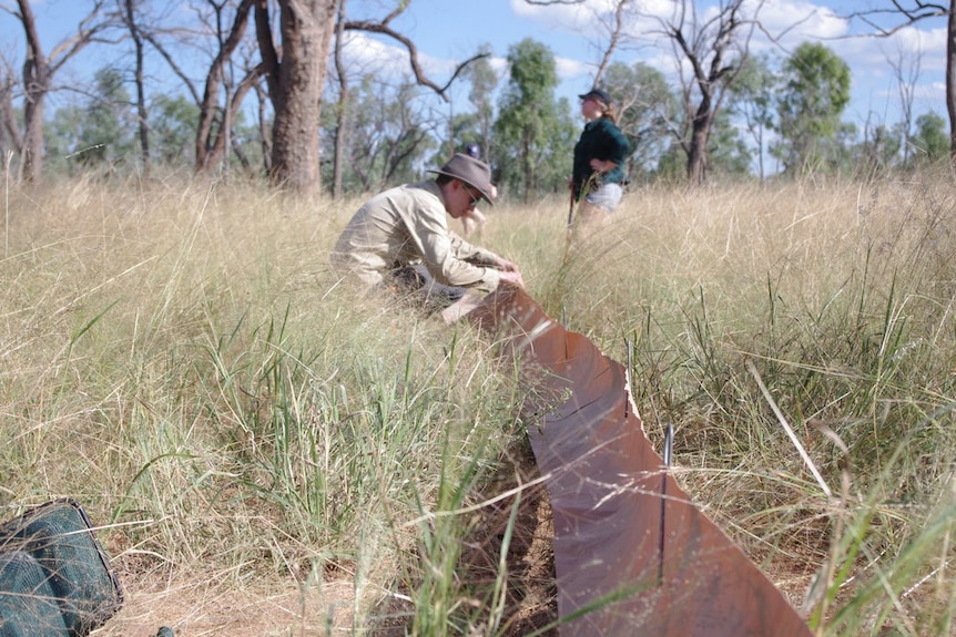 Dr Eric Nordberg sets up a drift fence to trap wildlife at Wambiana.