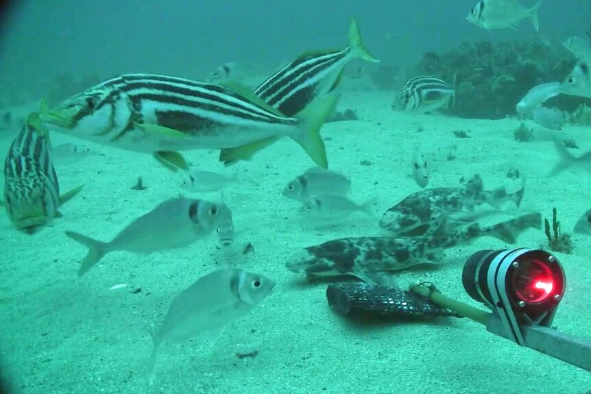 Stripey trumpeter fish being monitored off the Tasmanian coast