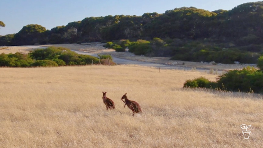 Two kangaroos in grassy area with tree-covered hills in background