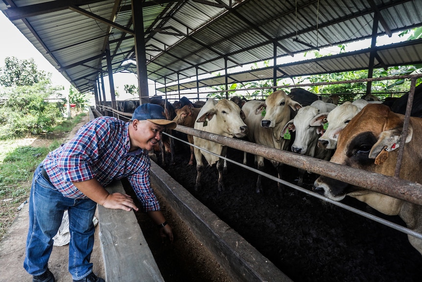 un homme nourrit ses vaches dans un hangar