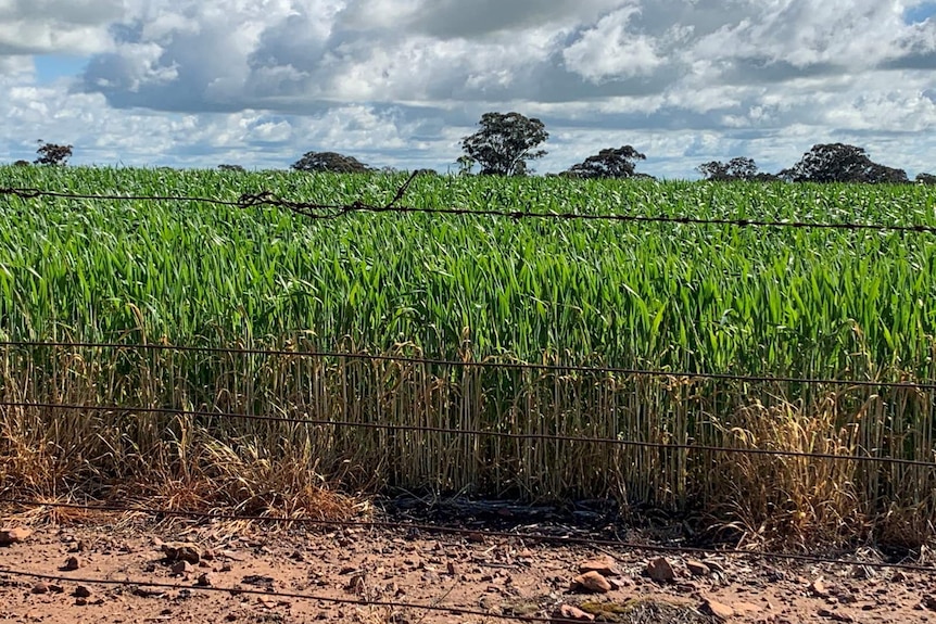 A tall, green healthy crop taken from the other side of a barbed wire fence in the Riverina in 2020