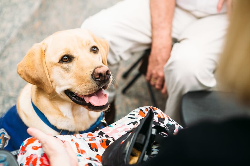 A labrador looks up at its handler.