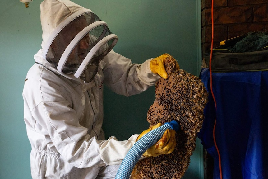 Beekeeper Paul Wood vacuums bees off a chunk of honeycomb.