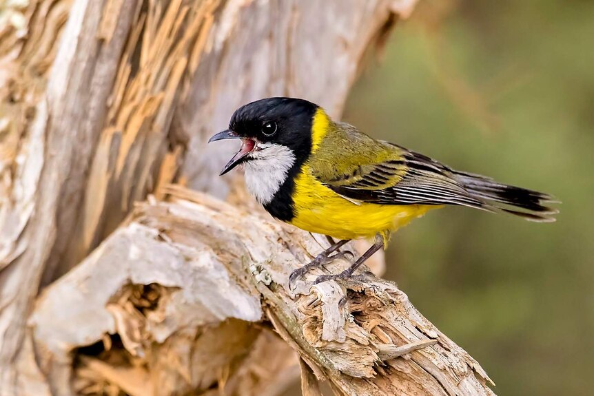 A colourful yellow and black bird perched on a branch.