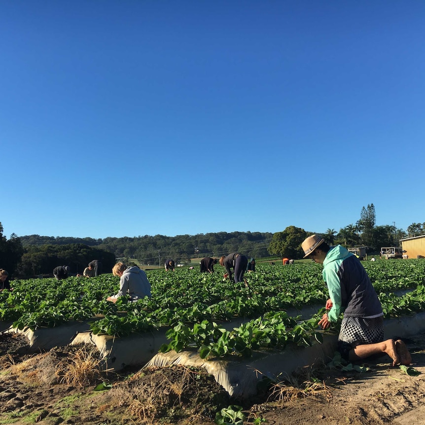 People picking strawberries in the field.