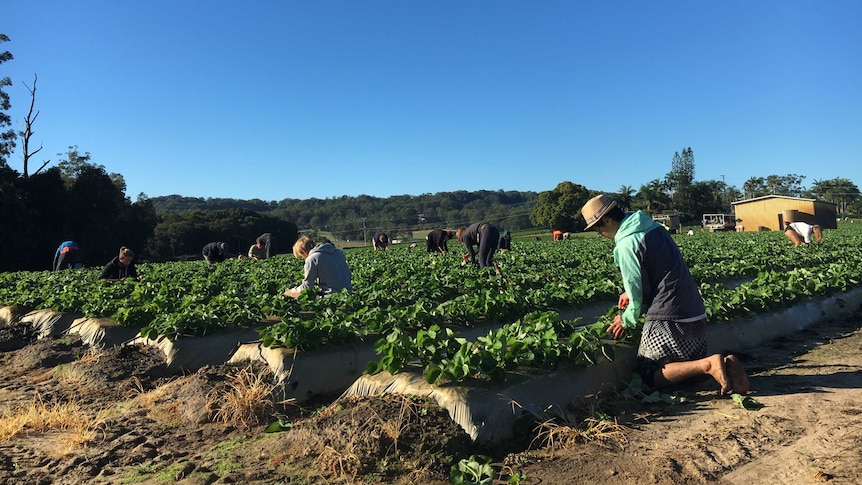 People picking strawberries in the field.