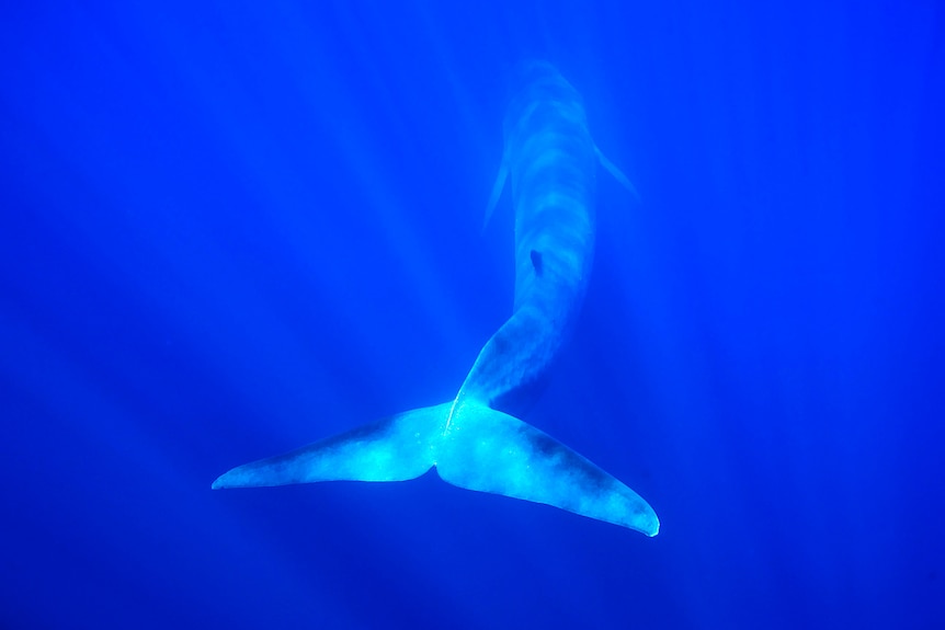 A whale swims in deep blue ocean.