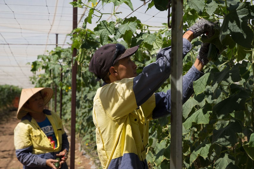 Two men harvest zucchinis