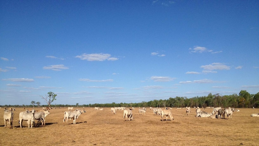 Indonesia to purchase one million hectares of Australian farmland