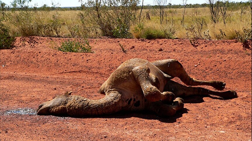 Dead camel