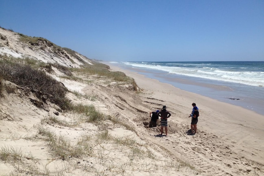 four researchers dig a whole on beach at Evans Head.