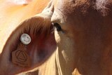 A close-up image of the ear and eye of a brahman cow shows a smart tag fixed through the ear of the animal.