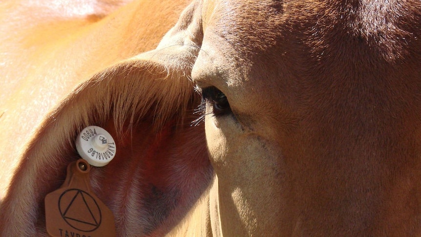 A close-up image of the ear and eye of a brahman cow shows a smart tag fixed through the ear of the animal.