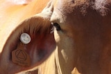 A close-up image of the ear and eye of a brahman cow shows a smart tag fixed through the ear of the animal.