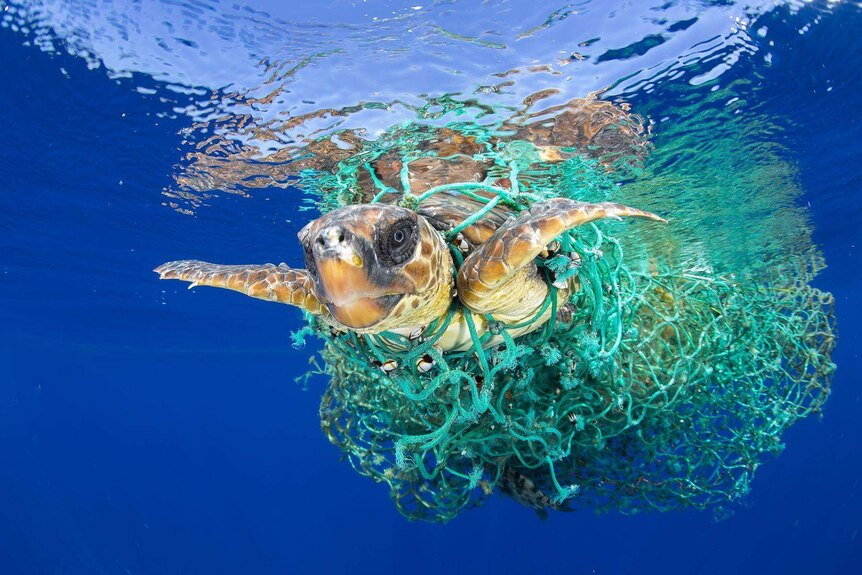 A sea turtle entangled in a fishing net swims off the coast of Tenerife, Canary Islands, Spain.