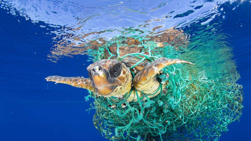 A sea turtle entangled in a fishing net swims off the coast of Tenerife, Canary Islands, Spain.