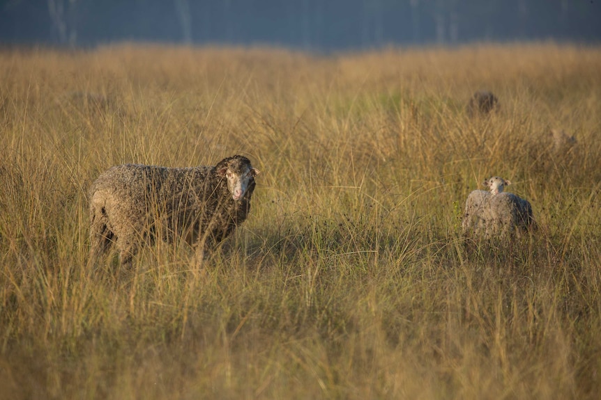 a sheep and two lambs in paddock of long grass and tussock