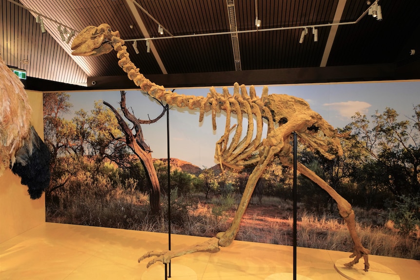 A large skeleton on display in a museum.