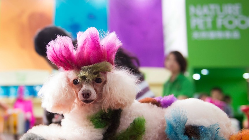 A coloured dog poses for a photo at the Pet Fair Asia 2014 in Shanghai