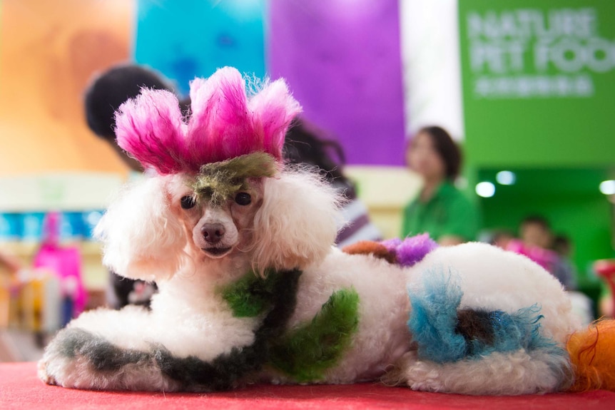 A coloured dog poses for a photo at the Pet Fair Asia 2014 in Shanghai