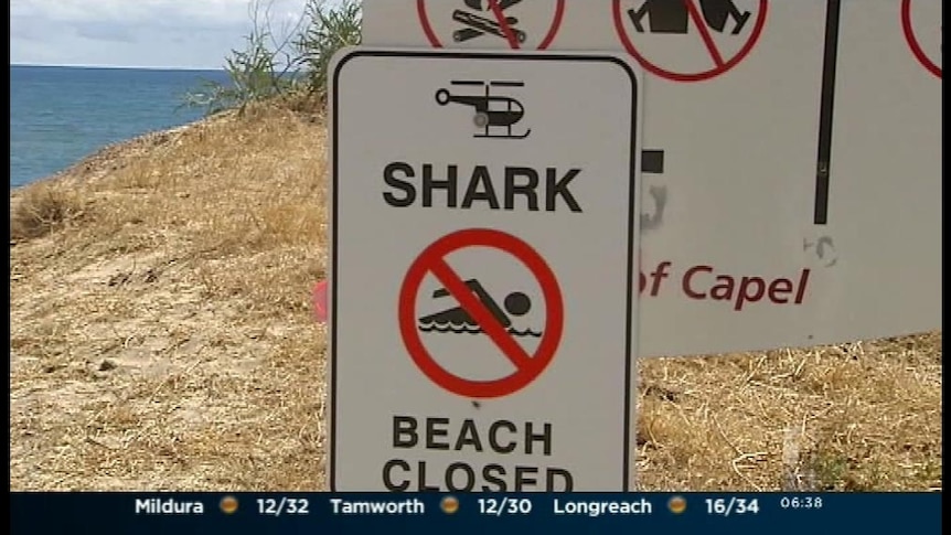 Calls grow louder for shark culling in WA