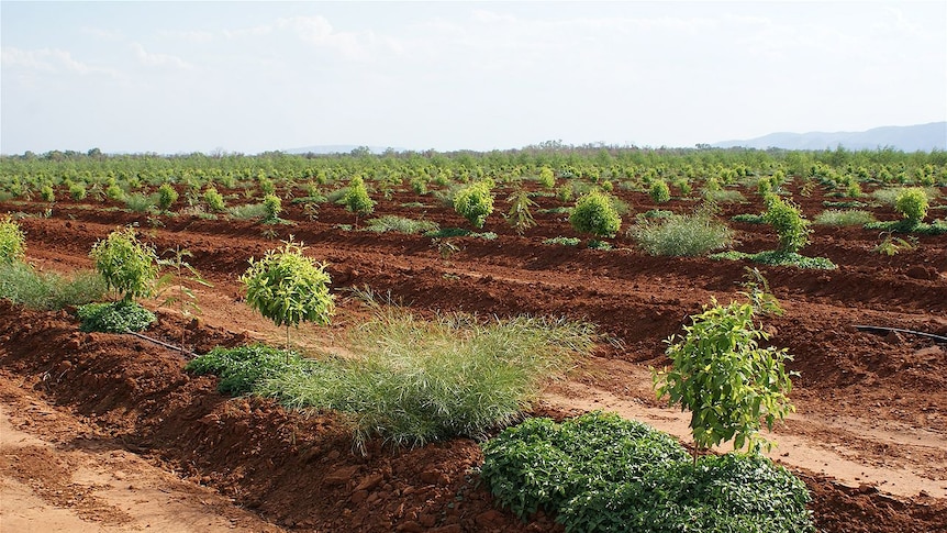 Rows of small trees.