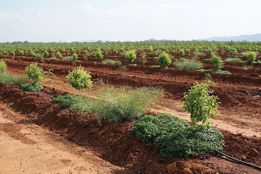 Indian Sandalwood plantation