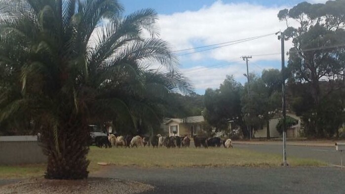 Feral goats roaming the streets of Kambalda.