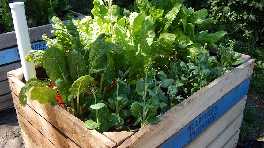 flourishing green follage coming from top of box made of wooden slats