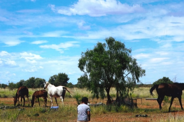 Horses run wild on an outback cattle run with a little kid in the middle.