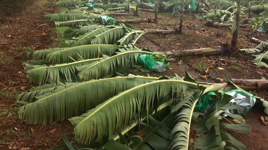 Banana plants knocked down by strong winds on a farm.