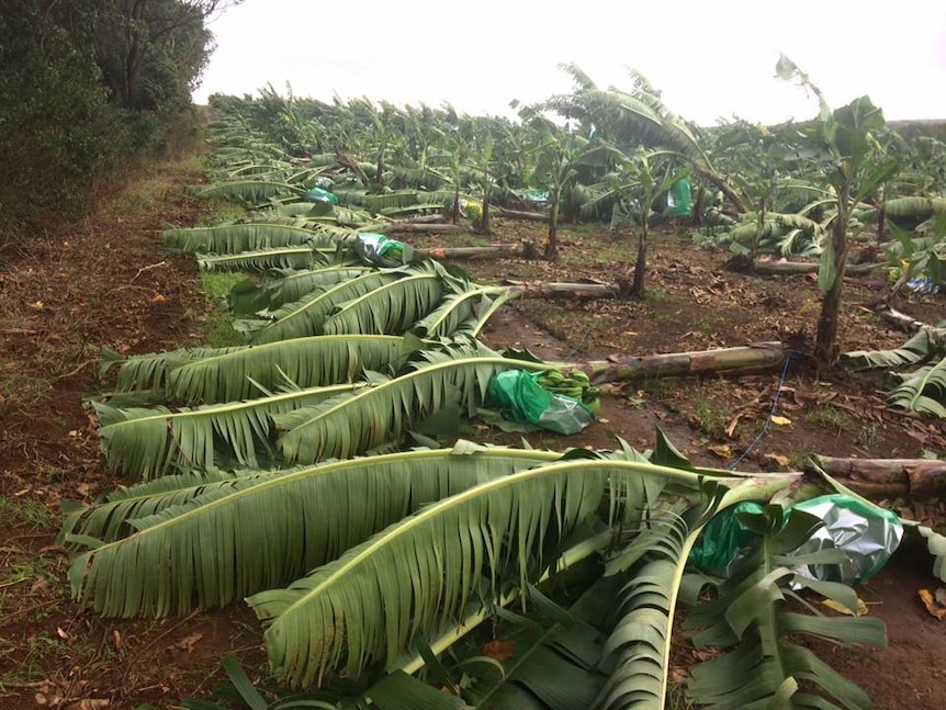 Banana plants knocked down by strong winds on a farm.